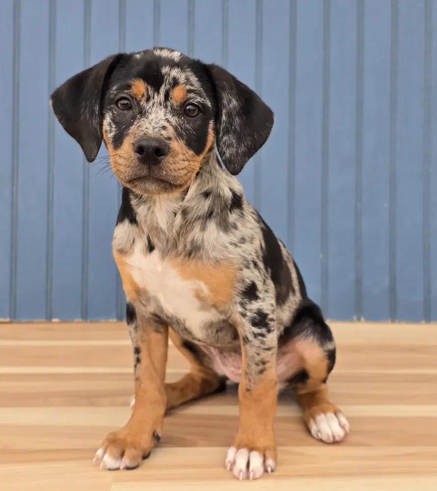 Rainey - Bulldog