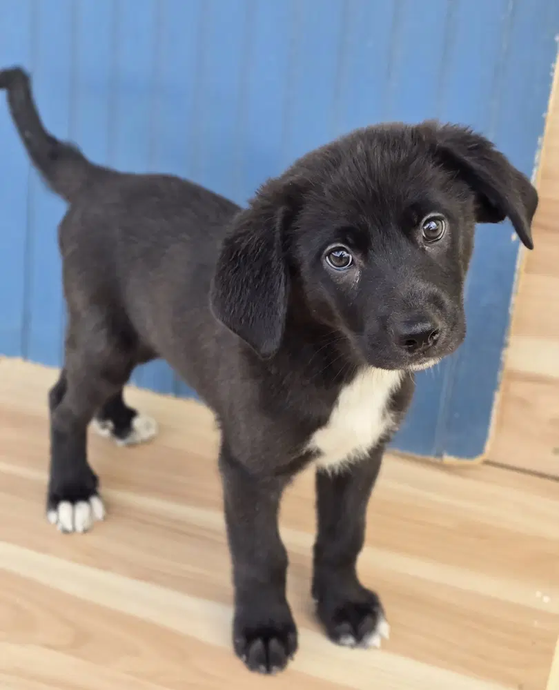 Winston - Labrador Retriever