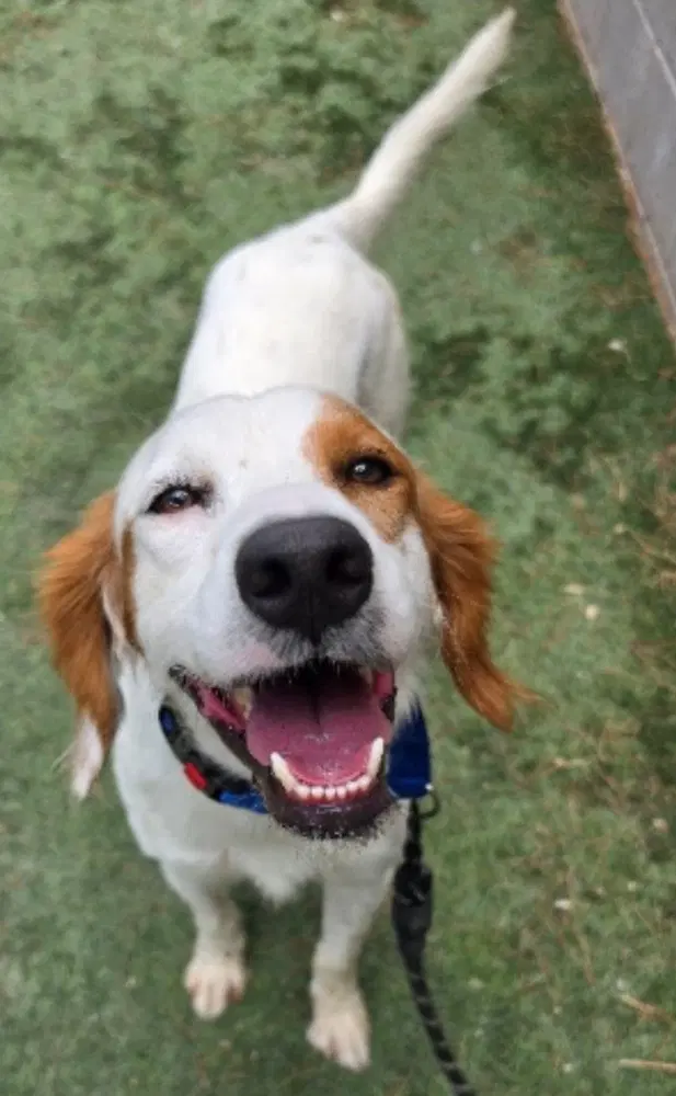 Kreo - English Setter