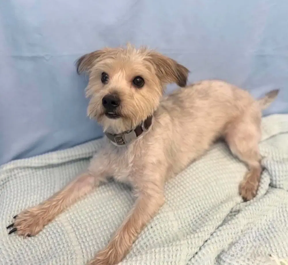 Nubbins - Maltese