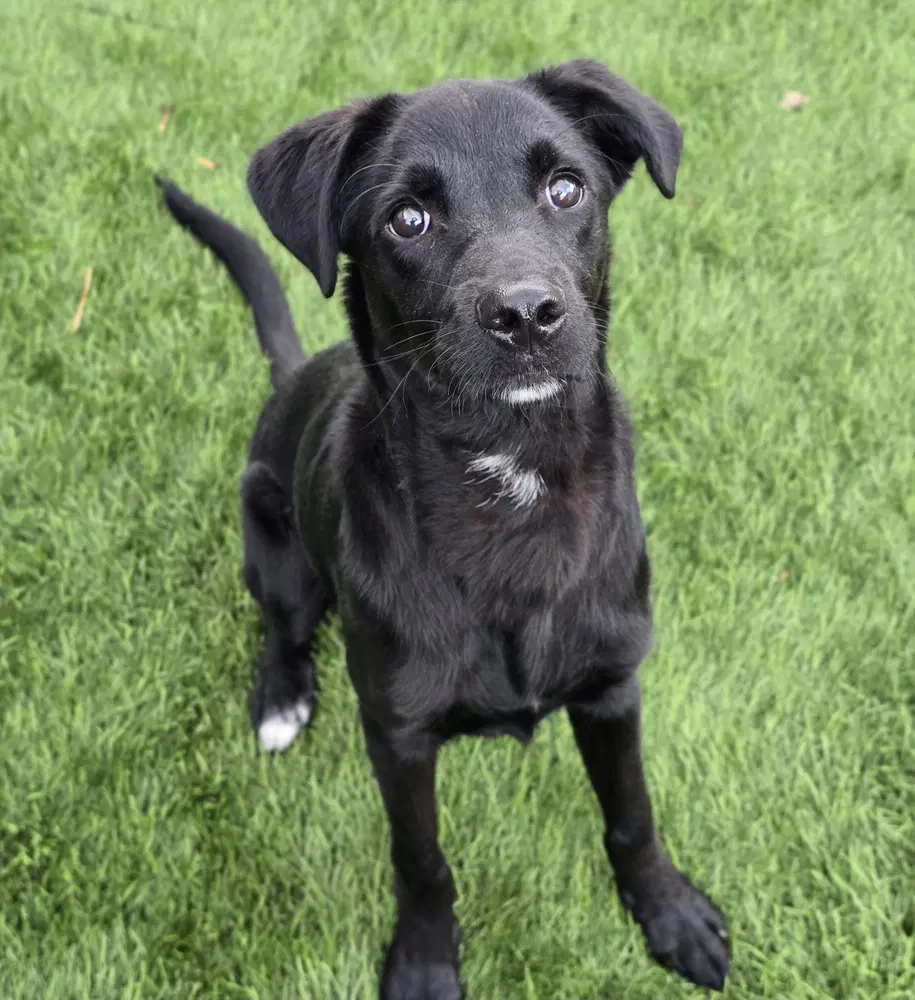 Leo - Labrador Retriever