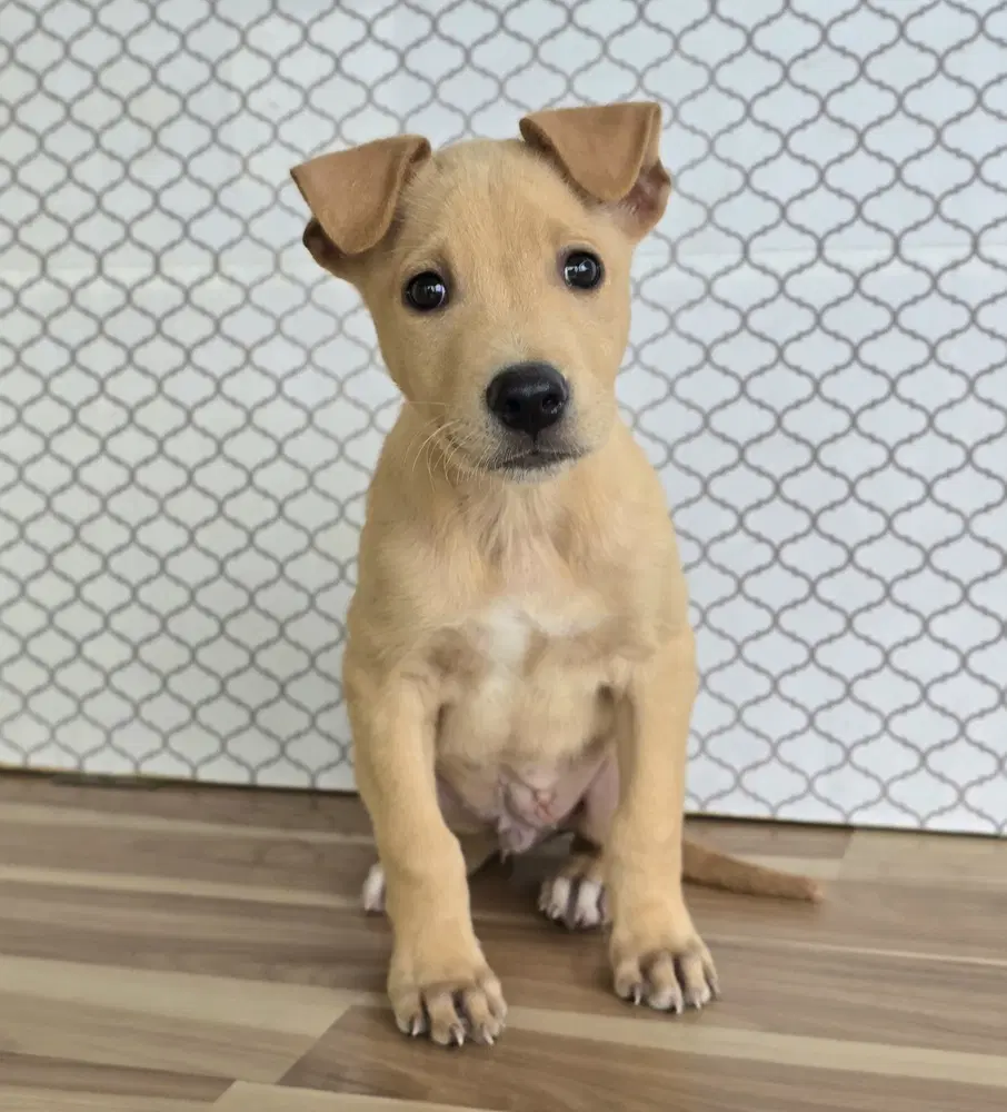 Fabio - German Shepherd Dog