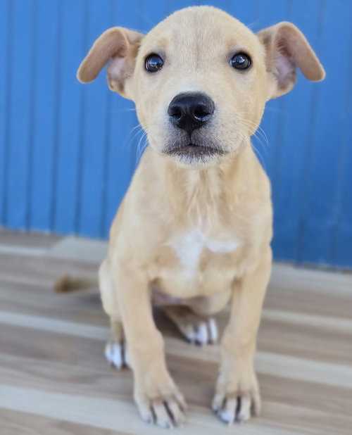 Fabio, a dog for adoption from 4 Paws 4 Life Rescue