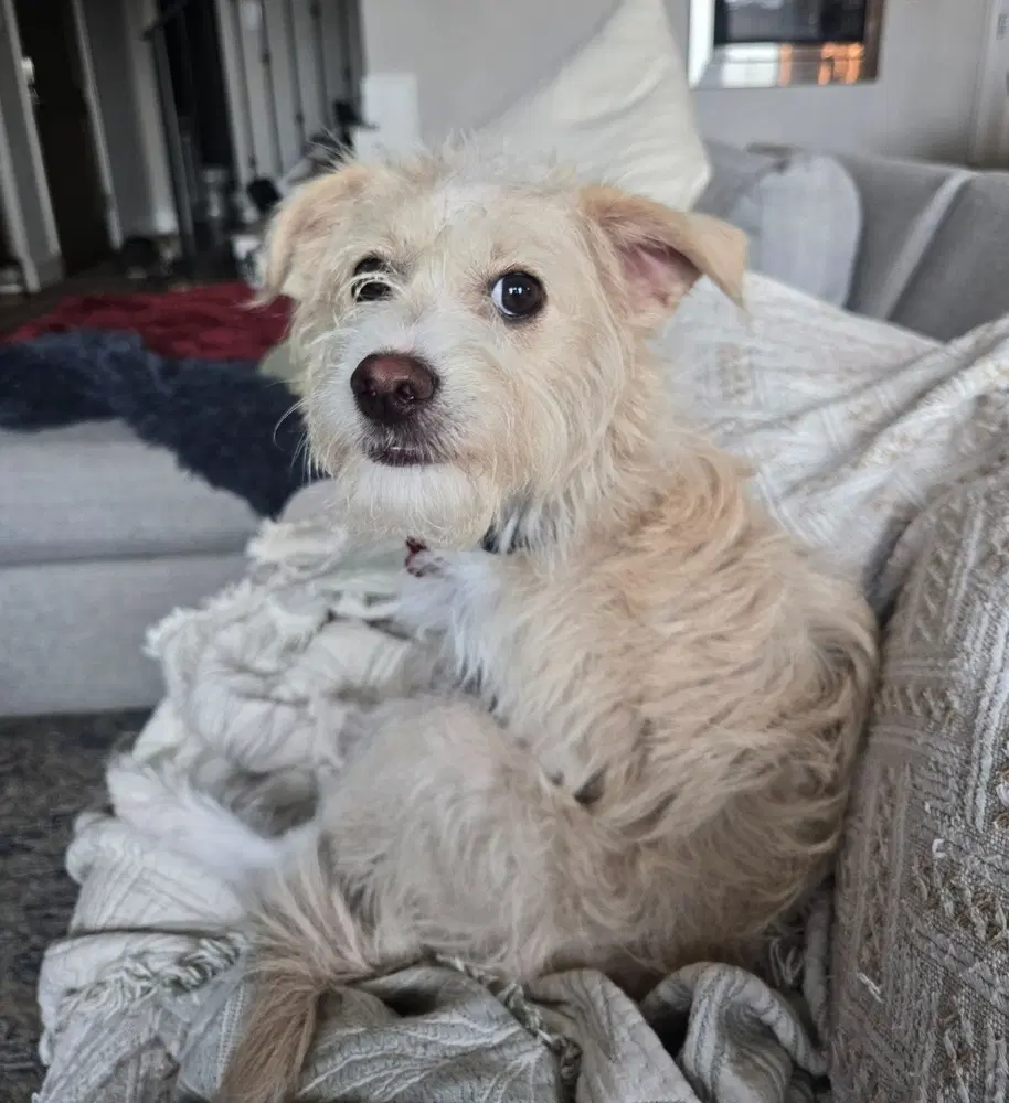 Niko - Toy Fox Terrier