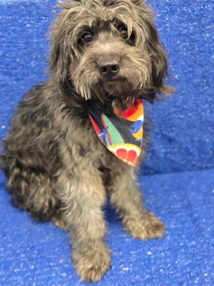 Comet - Yorkshire Terrier Yorkie