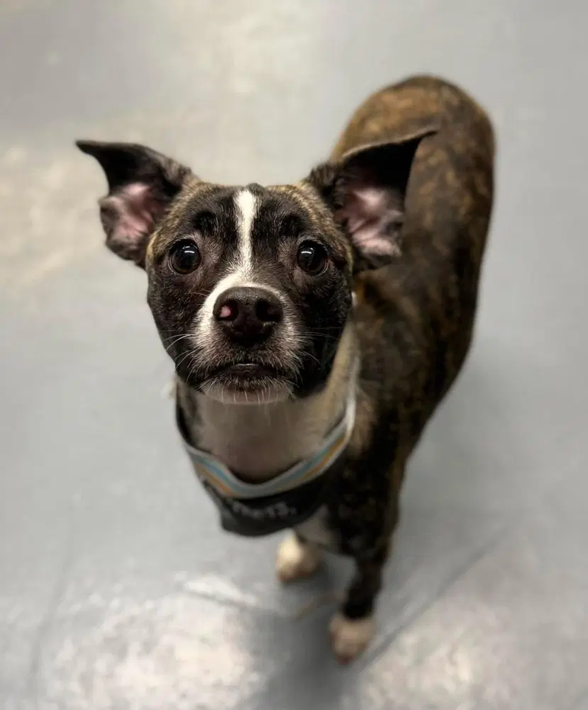 Louise - Chihuahua