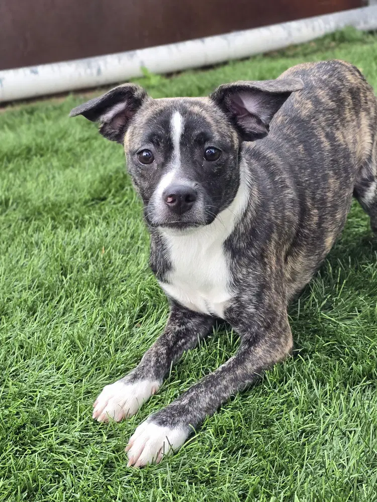 Louise - Chihuahua