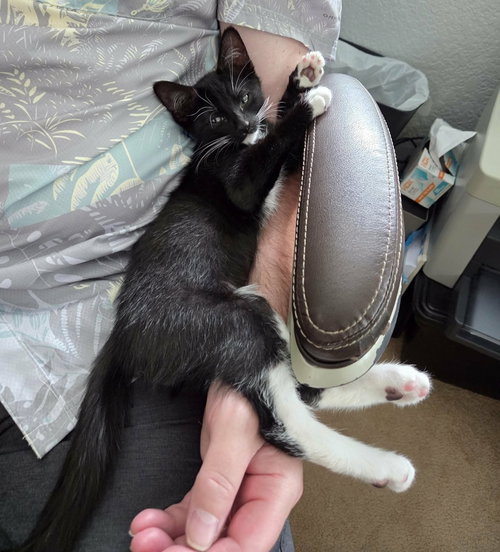 Kinder, a cat for adoption from 4 Paws 4 Life Rescue