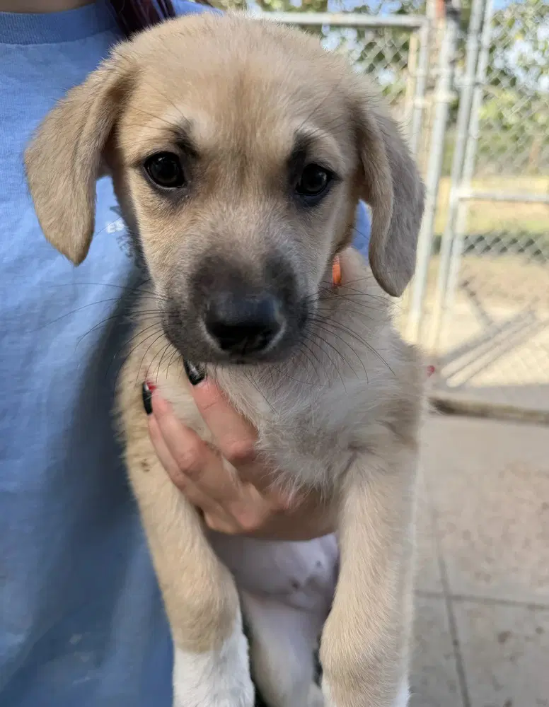 Edith - Labrador Retriever