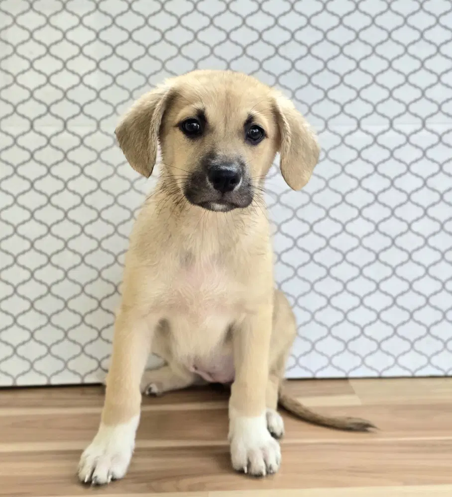 Edith - Labrador Retriever
