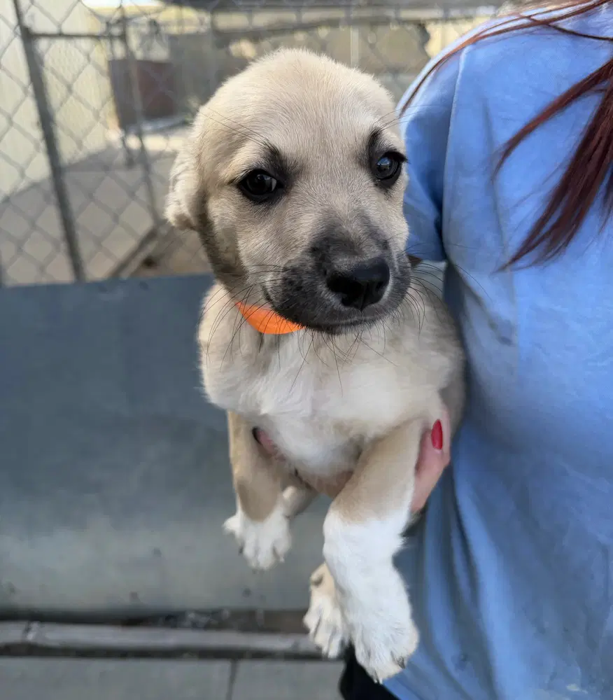 Dorothy - Labrador Retriever