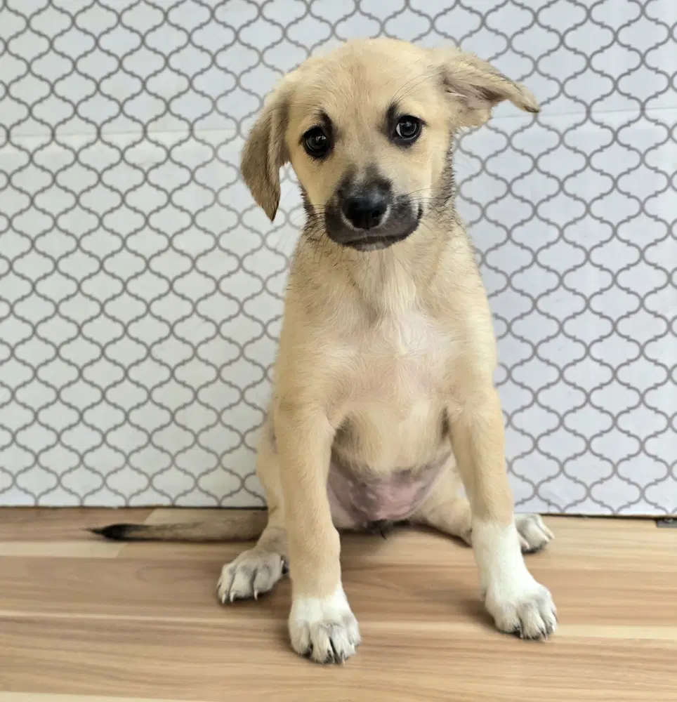 Dorothy - Labrador Retriever