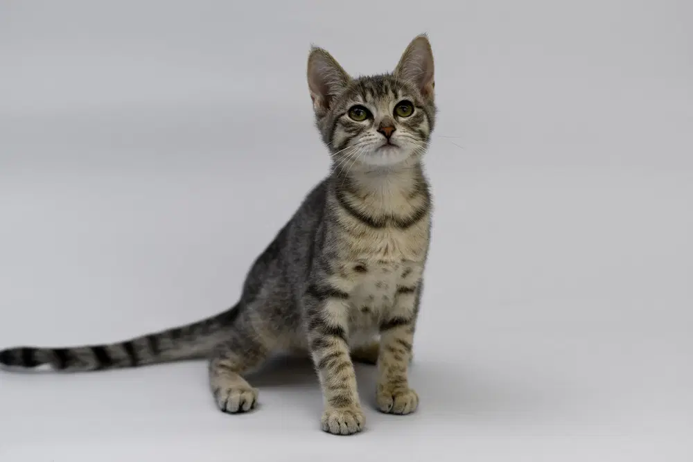 Iredessa - Domestic Short Hair