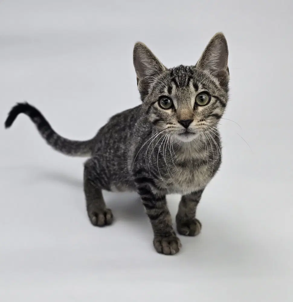 Bobble - Domestic Short Hair