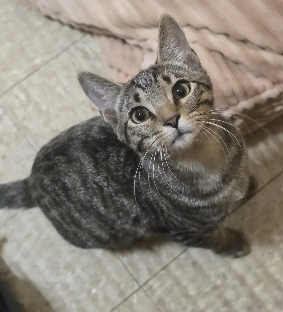 Bobble - Domestic Short Hair