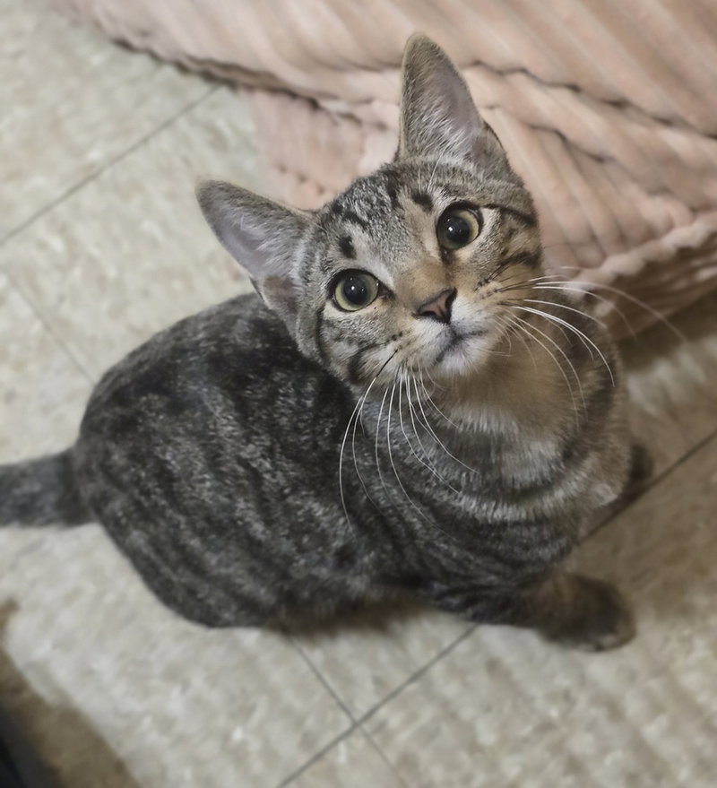 Bobble, a male kitten up for adoption