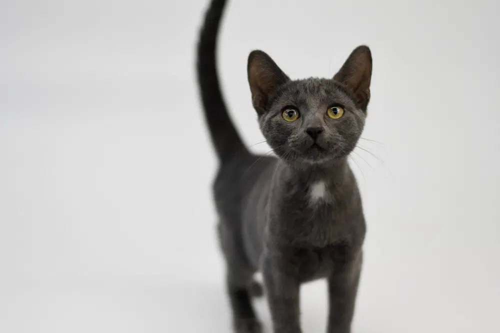 Clank - Domestic Short Hair