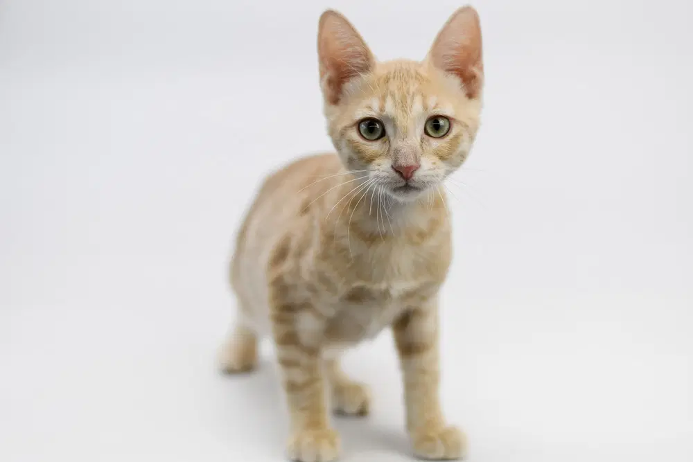 Rosetta - Domestic Short Hair