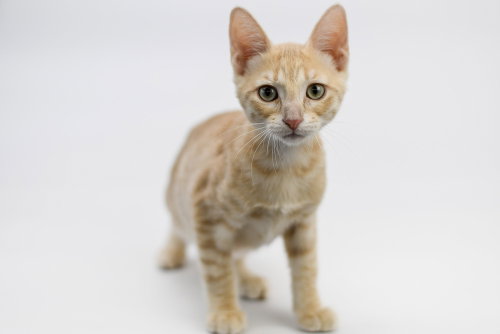 Rosetta, a cat for adoption from 4 Paws 4 Life Rescue