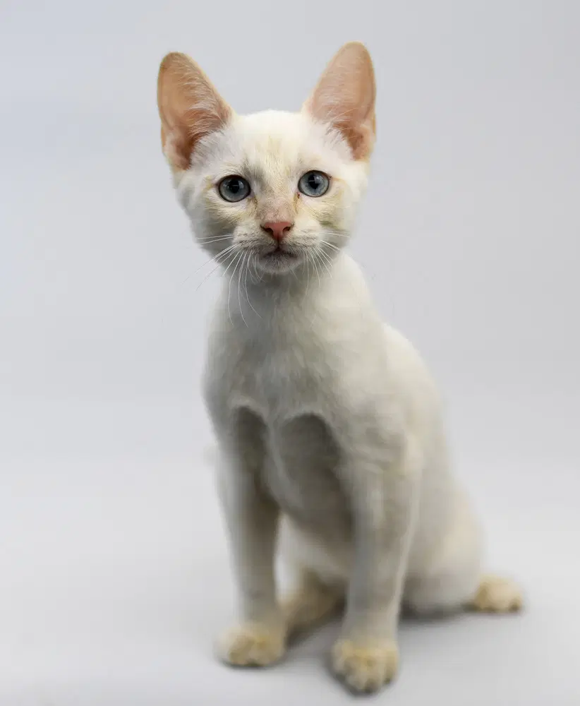 Silvermist - Domestic Short Hair