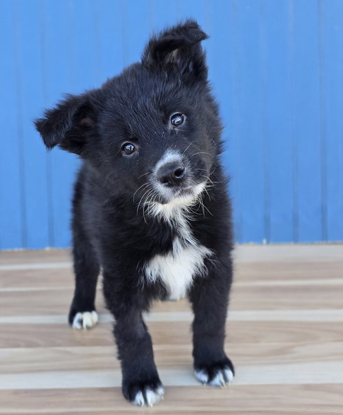 Sugar, a dog for adoption from 4 Paws 4 Life Rescue