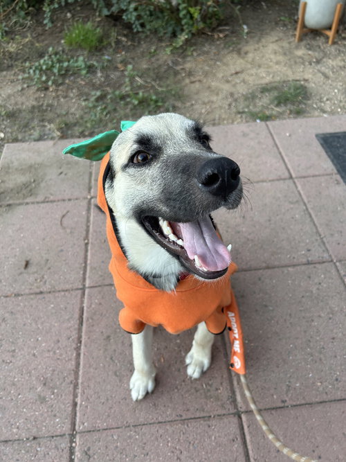 Wade, a dog for adoption from 4 Paws 4 Life Rescue
