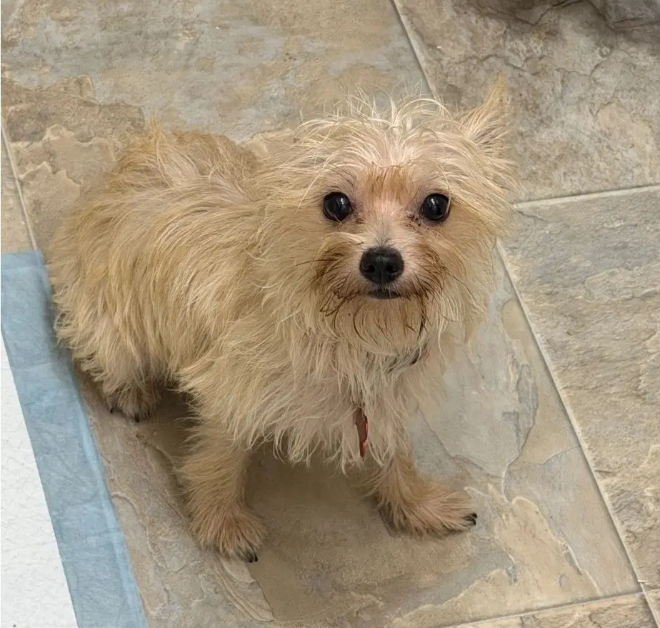 Bunny - Havanese