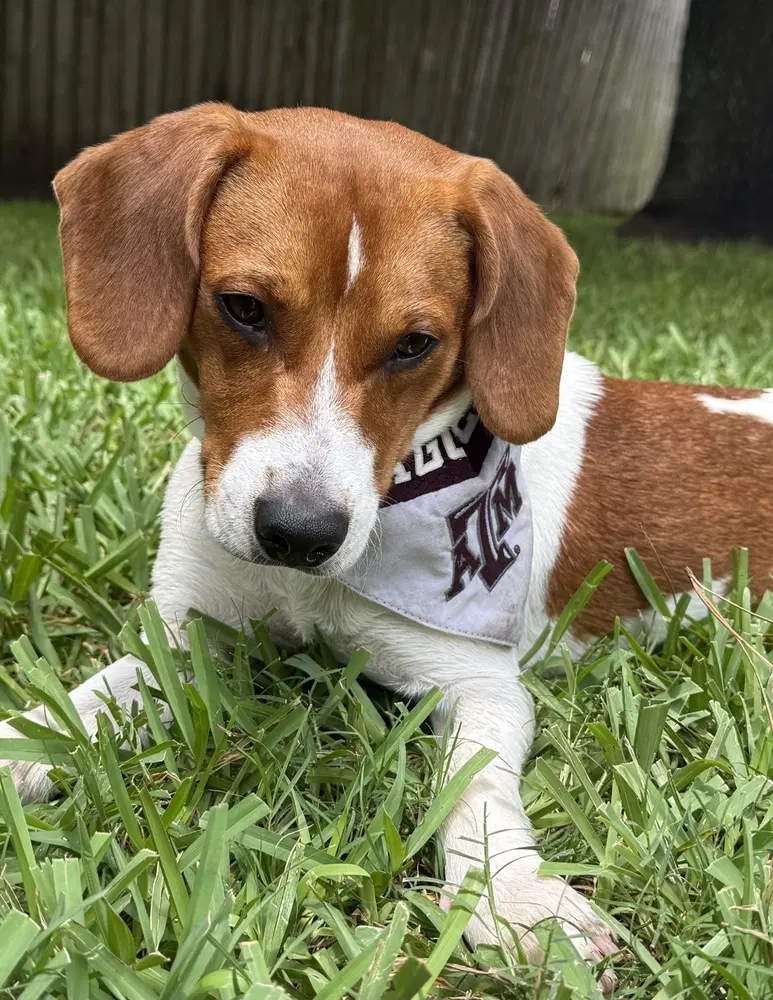 Cooper - Beagle