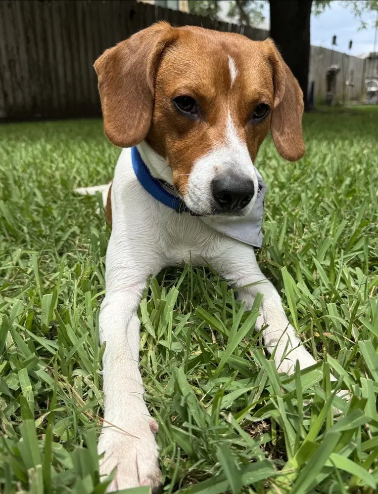 Cooper image 3
