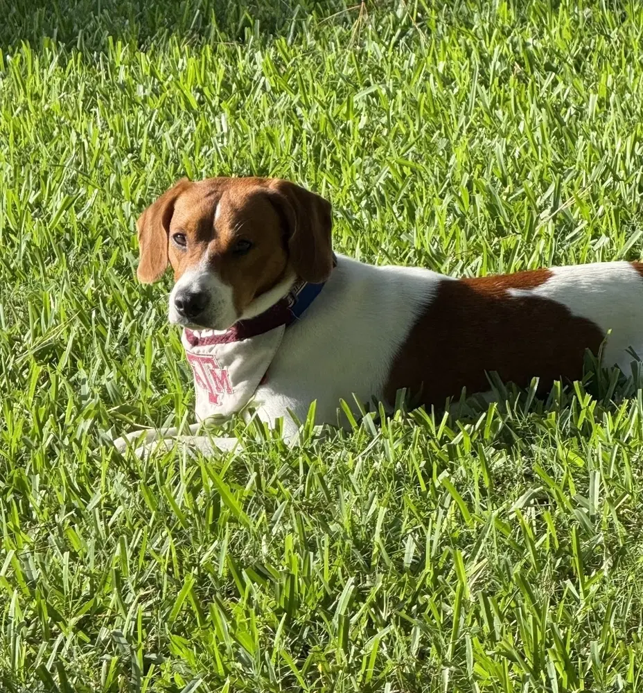 Cooper image 4