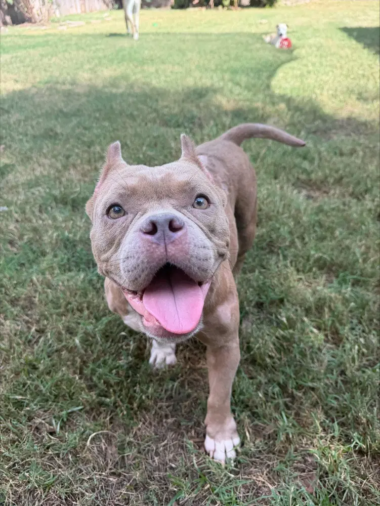 Creme Brulee - Bulldog