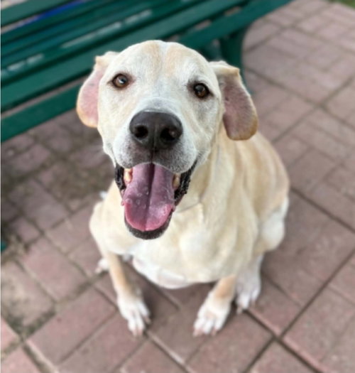 Cooper, a dog for adoption from 4 Paws 4 Life Rescue