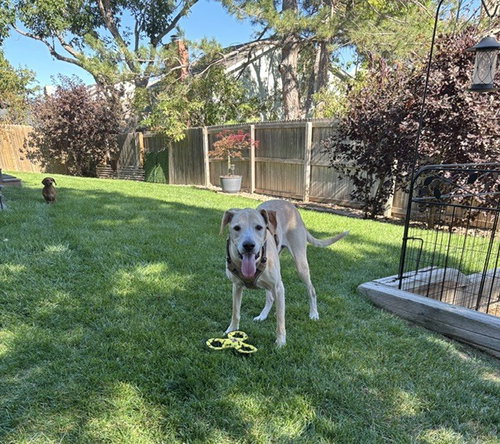 Photo 2 of Cooper