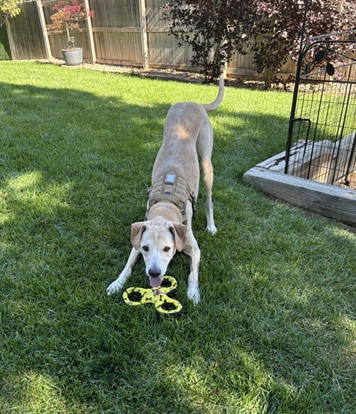 Photo 4 of Cooper