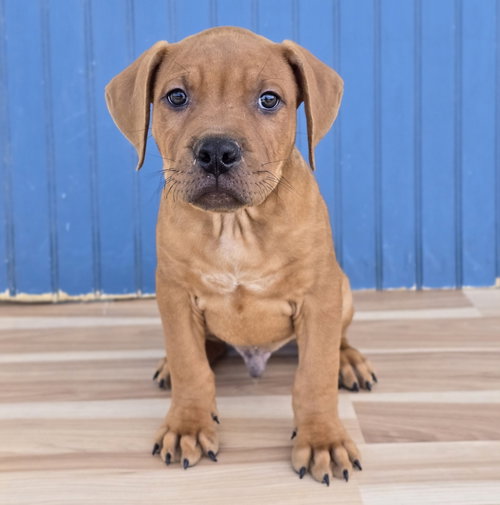 Kai, a dog for adoption from 4 Paws 4 Life Rescue