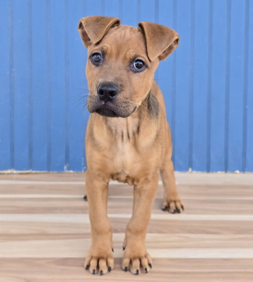 Koa, a dog for adoption from 4 Paws 4 Life Rescue