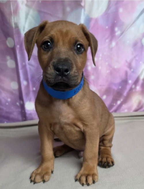 Photo 4 of Koa