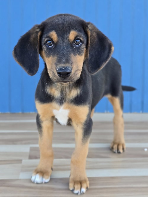 Kristoff, a dog for adoption from 4 Paws 4 Life Rescue