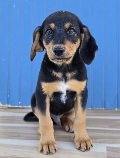 Sven, a dog for adoption from 4 Paws 4 Life Rescue