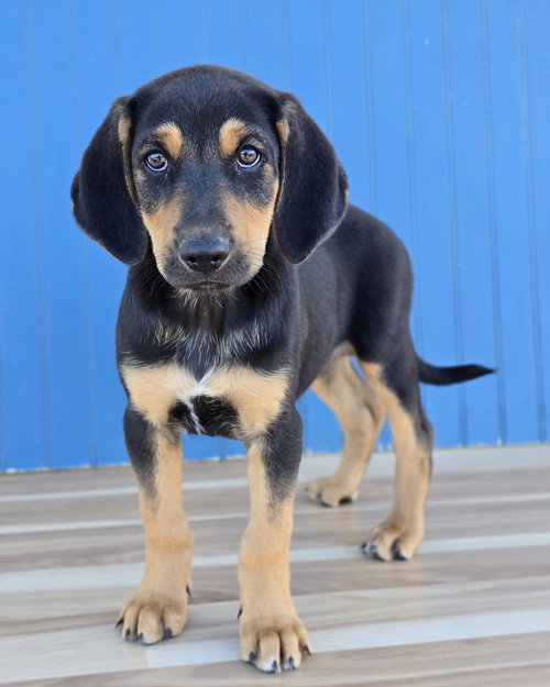 Olaf, a dog for adoption from 4 Paws 4 Life Rescue