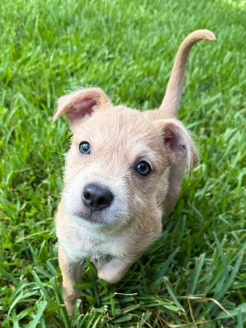 Photo 4 of Sadie aka Lucy