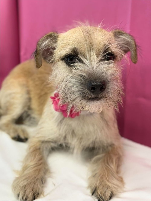 Taco, a dog for adoption from 4 Paws 4 Life Rescue