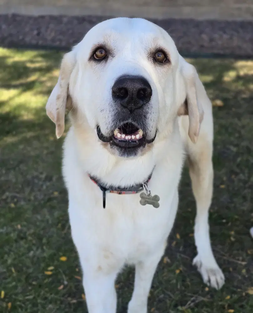 Mandalorian - Great Pyrenees
