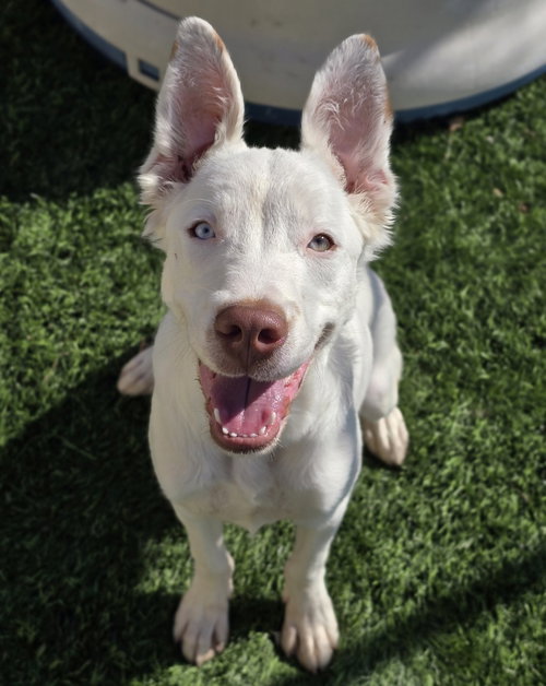 Venom, a dog for adoption from 4 Paws 4 Life Rescue