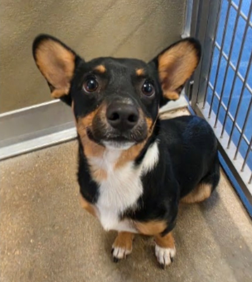 Honeycrisp, Corgi
