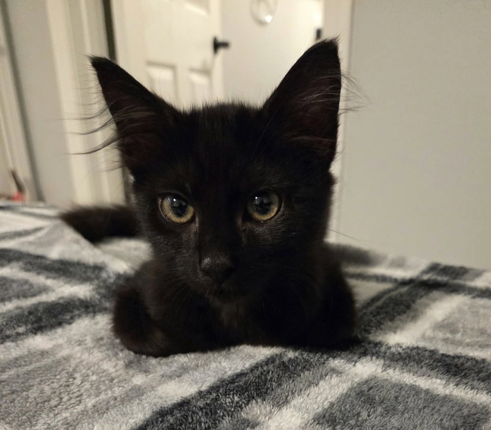 Honkybubbles, Domestic Medium Hair