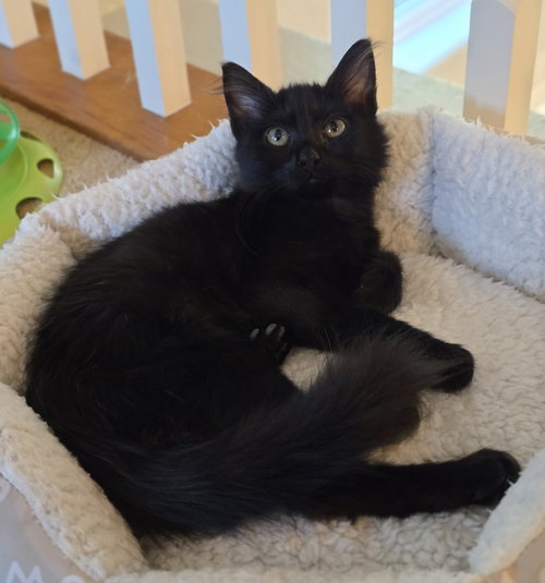Honkybubbles, a cat for adoption from 4 Paws 4 Life Rescue