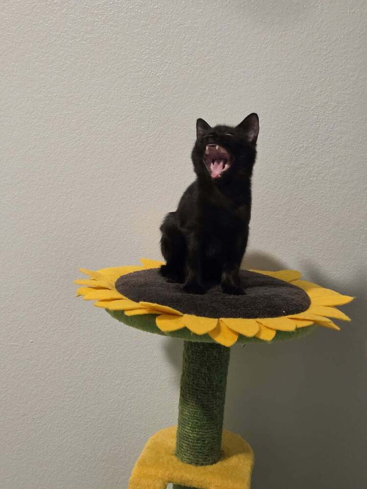 Hodgepodge, Domestic Medium Hair