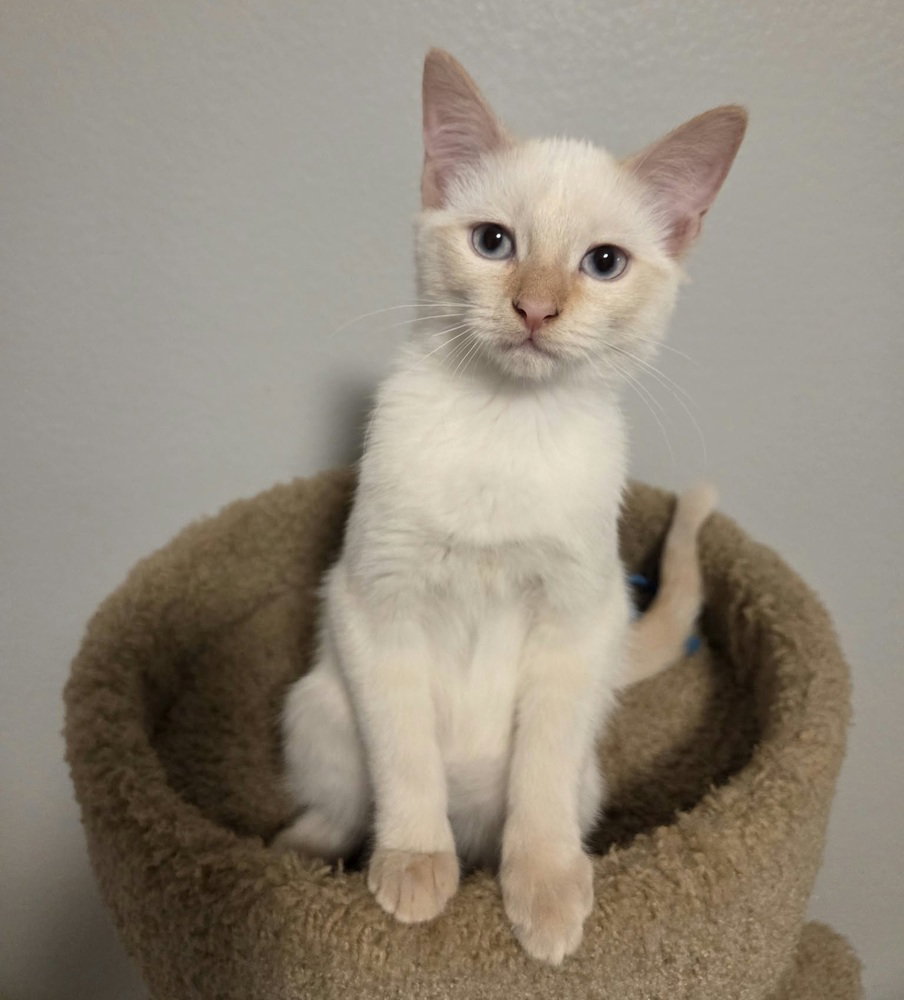 Hizzpop, Siamese