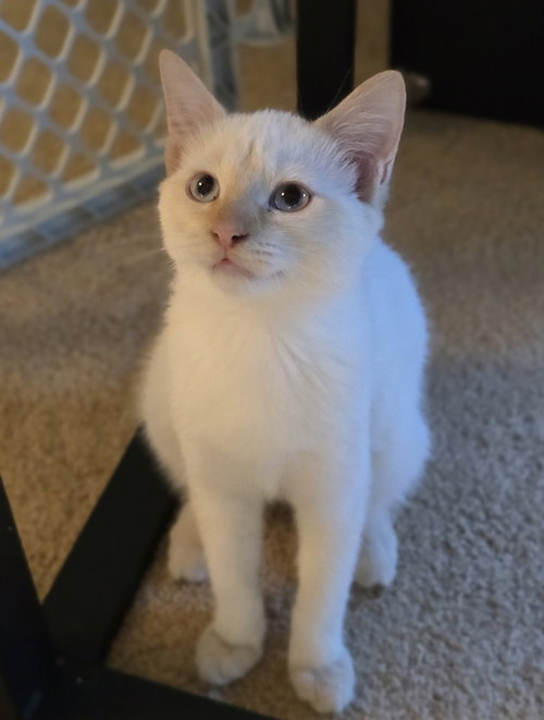 Hizzpop, a cat for adoption from 4 Paws 4 Life Rescue